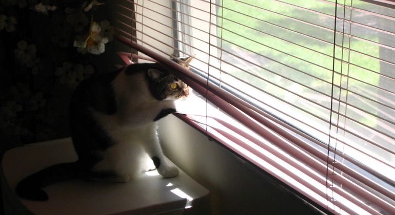 Cat peeking through metal blinds in Las Vegas.